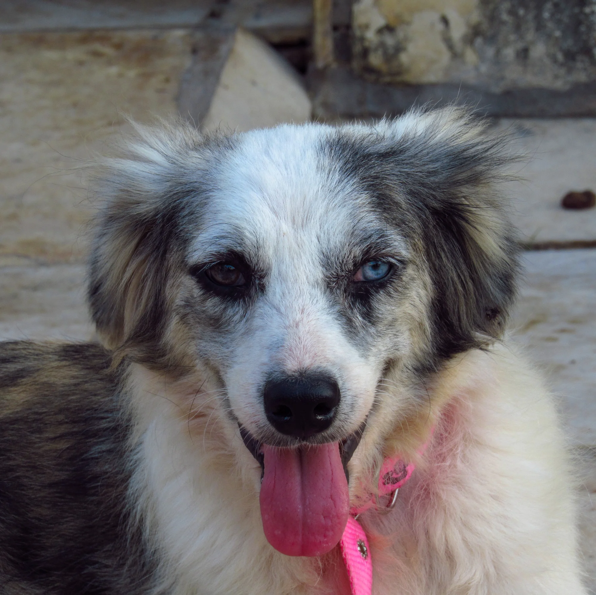 Retrato de um cachorro de pelagem branca e cinza
