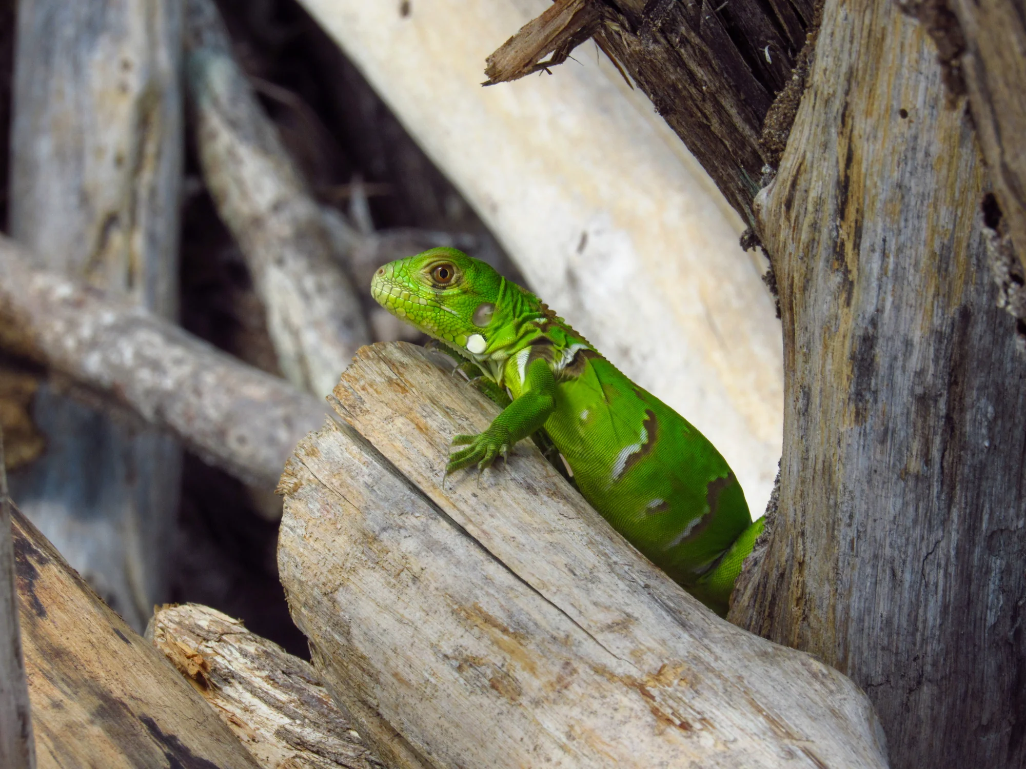 Iguana verde entre pedaços de madeira