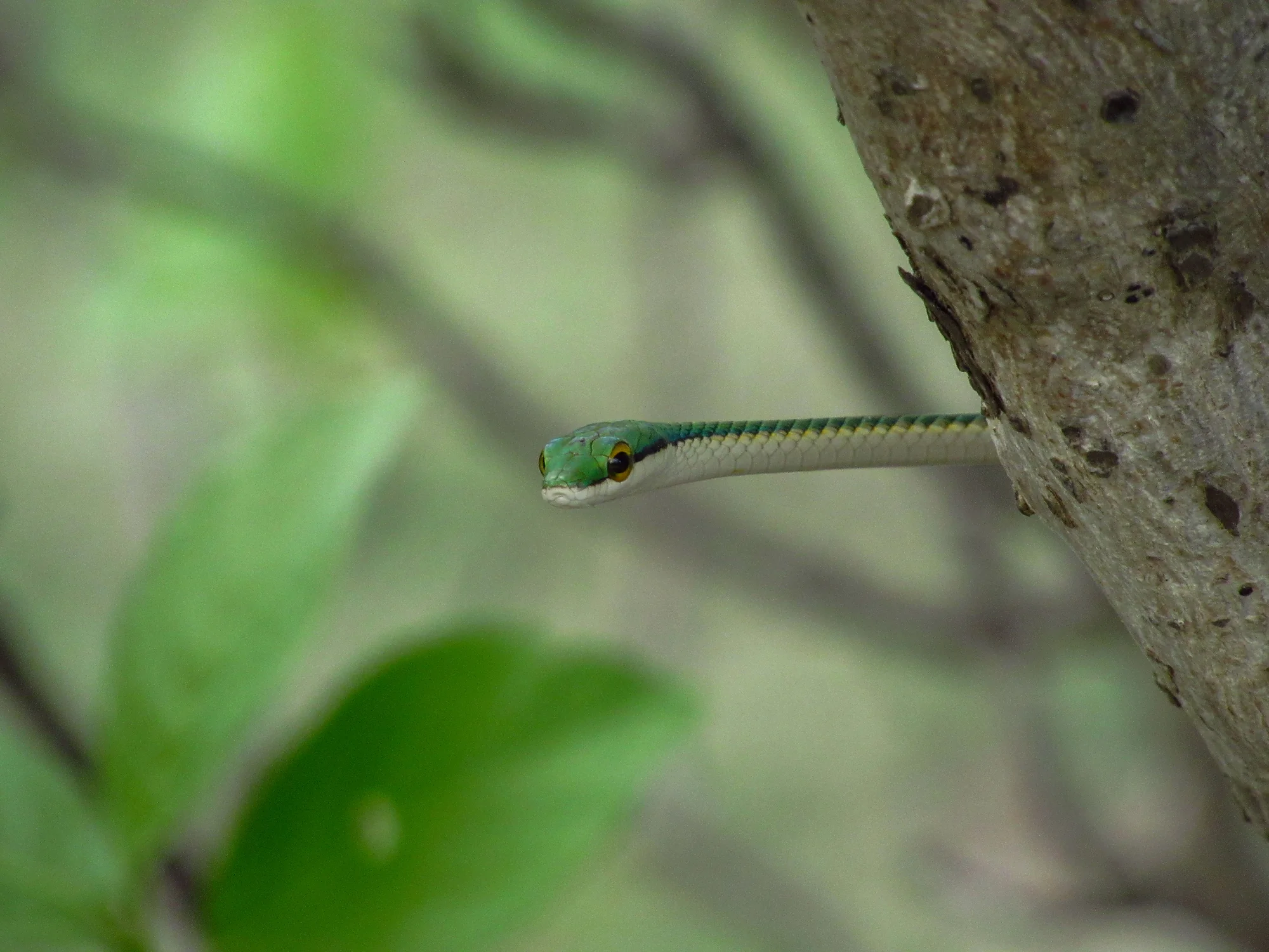 Cabeça de uma serpente verde aparecendo ao lado de um tronco