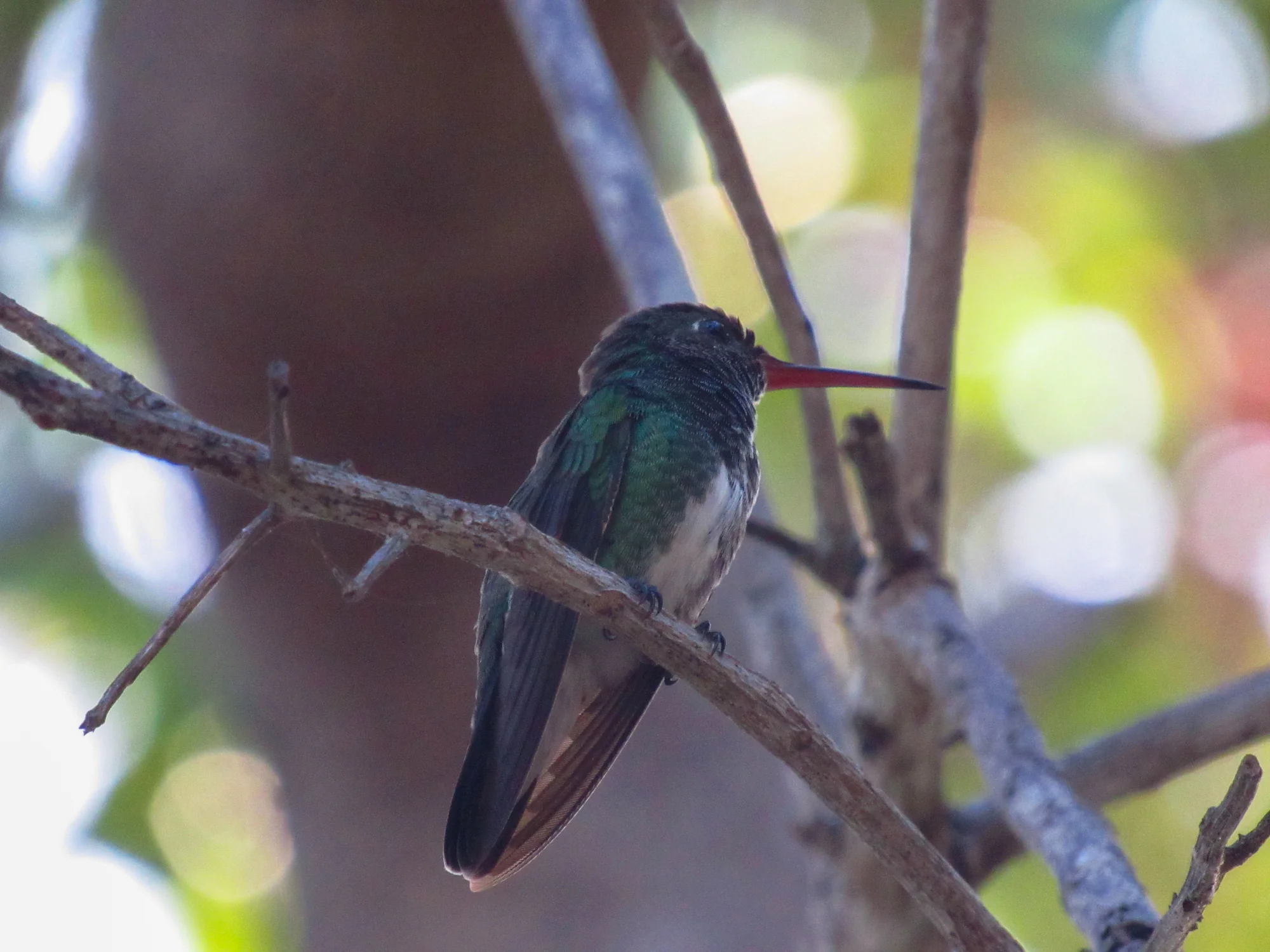 Beija-flor pousado em um galho com fundo desfocado