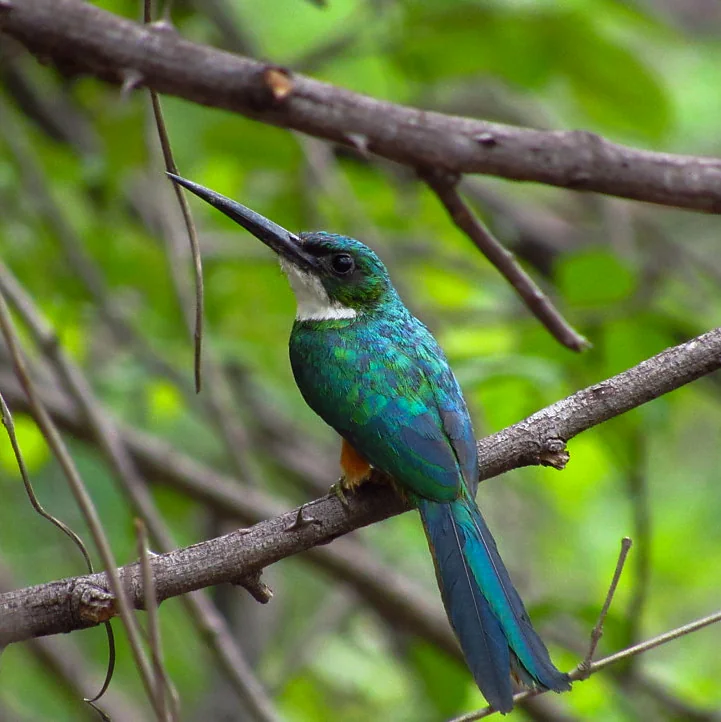 Ave de plumagem verde e azul pousada entre galhos